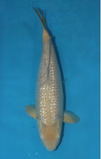 JP 160 - Gin rin chagoi