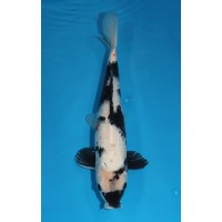 JP 246 - Shiro utsuri