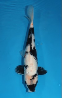 JP 246 - Shiro utsuri