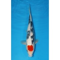 JP 233 - Tancho showa