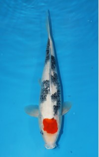 JP 233 - Tancho showa