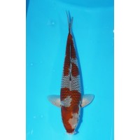 JP 230 - Ochiba shigure