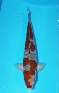 JP 230 - Ochiba shigure