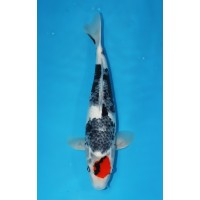 JP 053 - Tancho showa