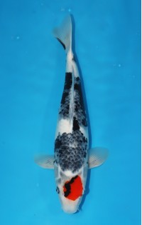 JP 053 - Tancho showa