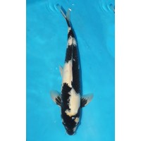 JP 033 - Shiro utsuri