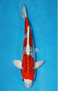 JP 157 - Doitsu kujaku