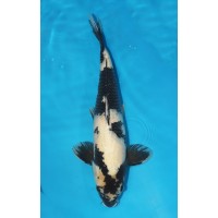 JP 034 - Shiro utsuri