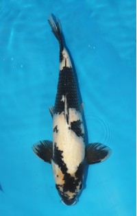 JP 034 - Shiro utsuri