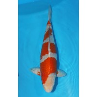 JP 235 - Ochiba shigure