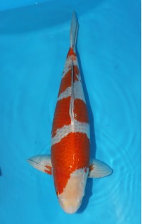 JP 235 - Ochiba shigure