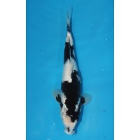 JP 028 - Shiro utsuri