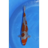 JP 677 - Doitsu ochiba