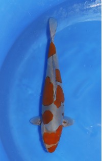 JP 677 - Doitsu ochiba