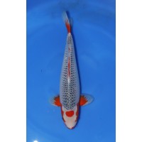 JP 678 - Maruten asagi 