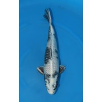 JP 712 - Gin shiro utsuri