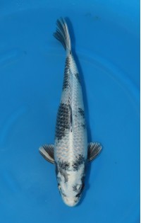 JP 712 - Gin shiro utsuri