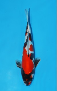 JP 433 - Doitsu showa