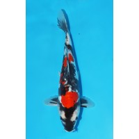 JP 435 - Doitsu showa