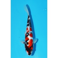 JP 437 - Doitsu showa