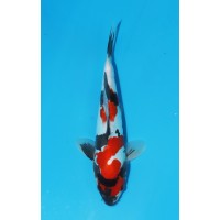 JP 440 - Doitsu showa