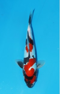 JP 440 - Doitsu showa