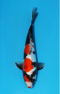 JP 432 - Doitsu showa