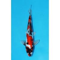 JP 444 - Doitsu showa