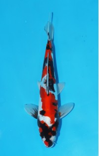 JP 444 - Doitsu showa