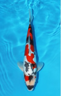 JP 427 - Doitsu showa