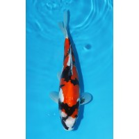 JP 425 - Doitsu showa