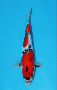 JP 653 - Doitsu showa