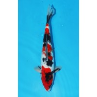 JP 636 - Doitsu showa