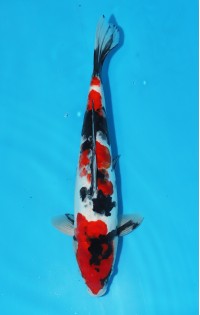 JP 636 - Doitsu showa