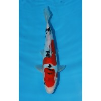 JP 439 - Doitsu sanke