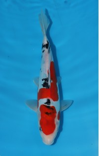 JP 439 - Doitsu sanke