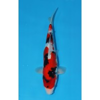 JP 638 - Doitsu showa