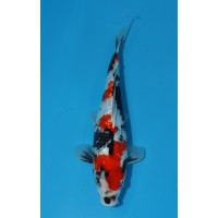 JP 434 - Gin rin showa