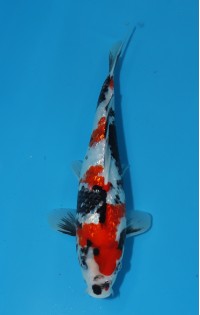 JP 434 - Gin rin showa