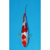 JP 430 - Doitsu kohaku