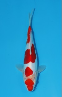 JP 430 - Doitsu kohaku