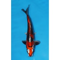 JP 642 - Beni kikokuryu