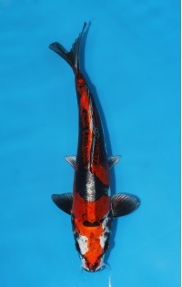 JP 642 - Beni kikokuryu