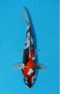 JP 448 - Doitsu showa