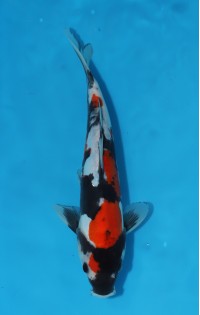 JP 443 - Doitsu showa