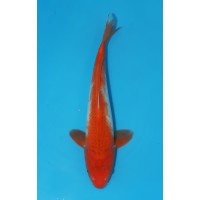 JP 499 - Kawari asagi