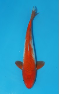 JP 499 - Kawari asagi