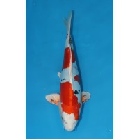 JP 646 - Doitsu yamato nishiki