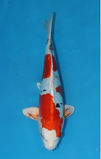 JP 646 - Doitsu yamato nishiki