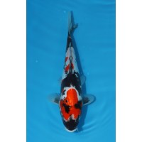 JP 436 - Doitsu showa